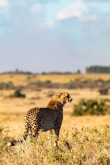 Giraffe in a field