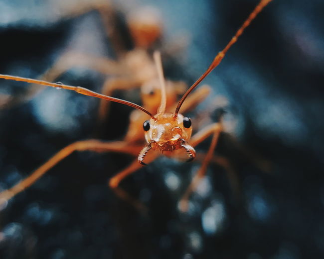 Close-up portrait of red ant