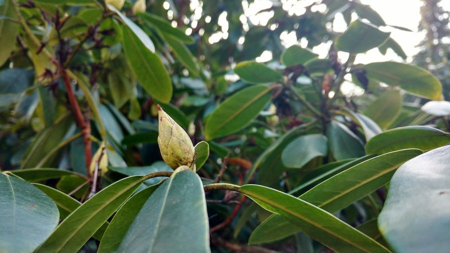Close-up of fresh green plant