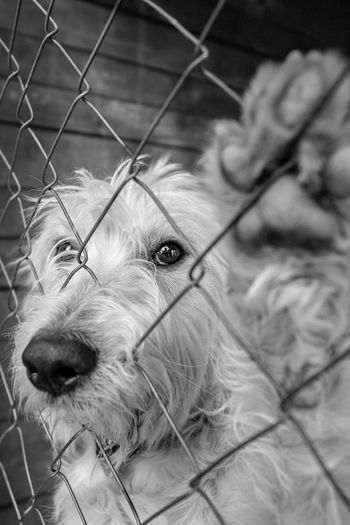 Close-up of dog looking through fence