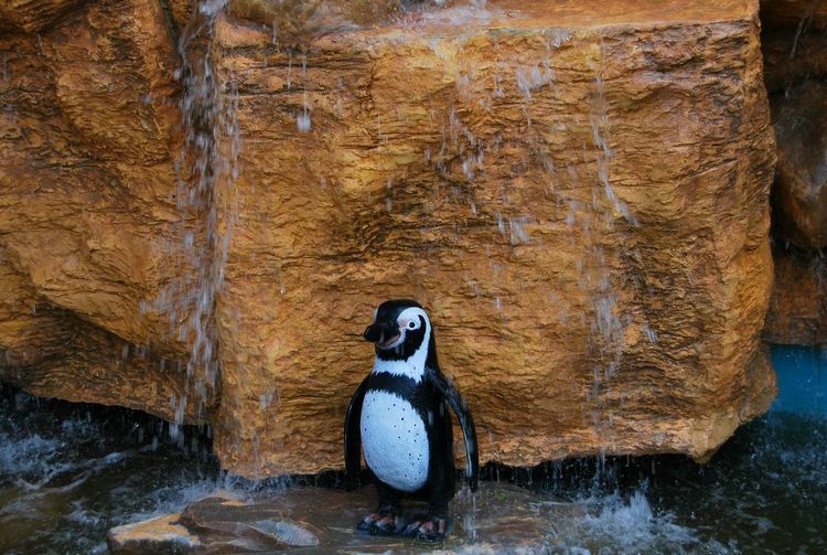 Close-up of penguin on rock under falling water