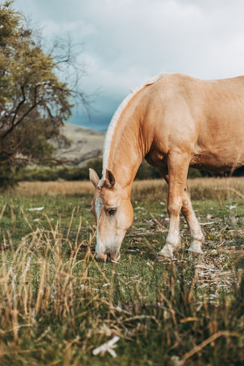 Horse grazing in field