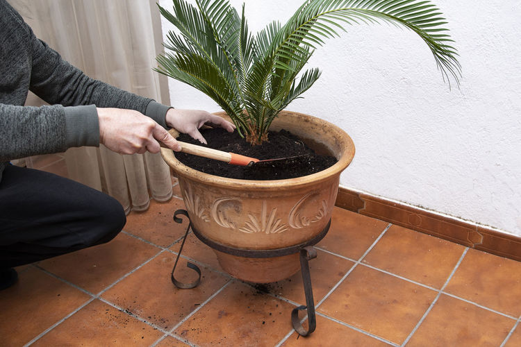 Midsection of person holding potted plant