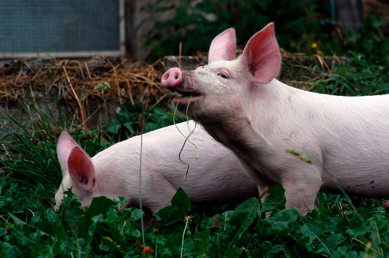 Two piglets on a green meadow on a pig farm