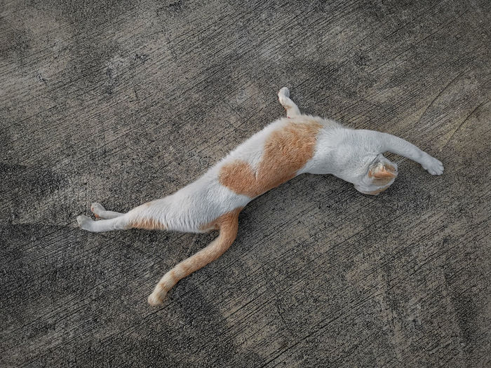 High angle view of cat stretching on floor