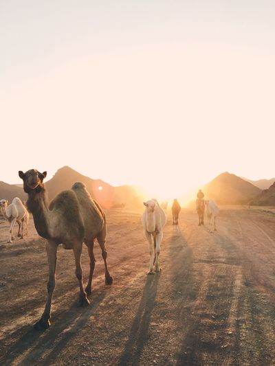 Camels walking in desert against sky during sunset