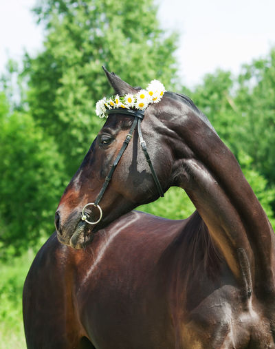 Close-up of horse wearing tiara standing against trees