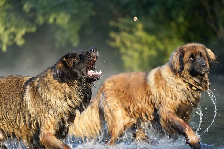 View of dogs in water