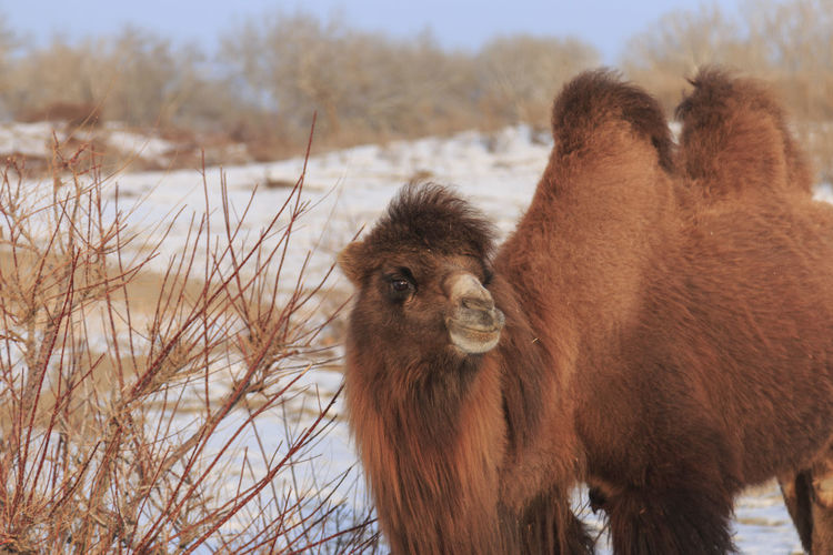 Two-humped bactrian camel in xinjiang, china camelus bactrianus