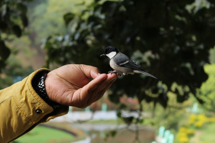 Bird on hand human friendly 