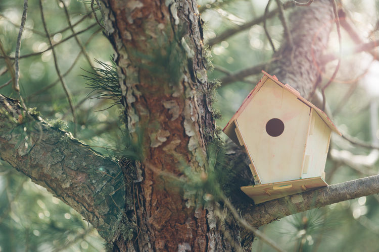Close-up of birdhouse on branch