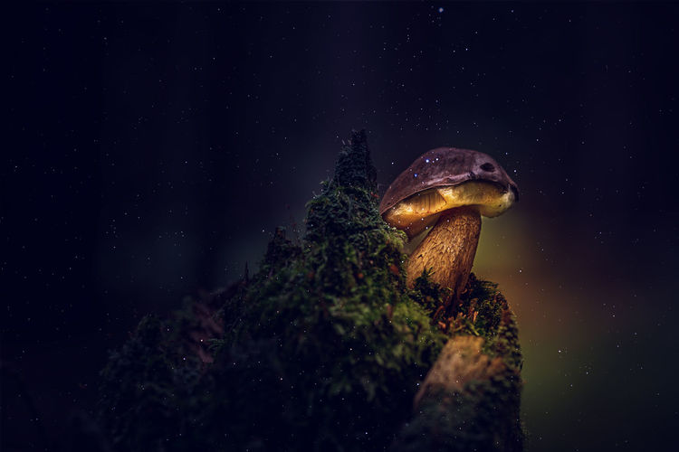 Stone mushroom at night
