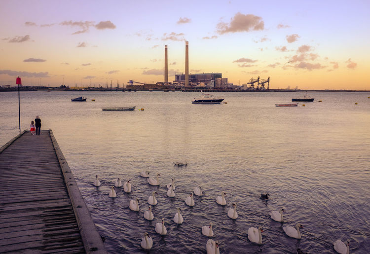 White swans swimming by jetty in thames river against factory during sunset