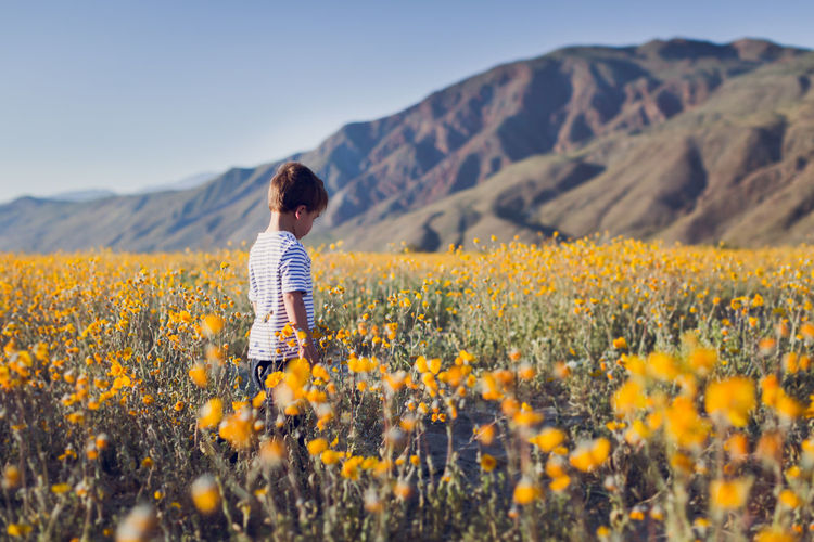 Little boy walking on a wildflower field in the desert in the spring.