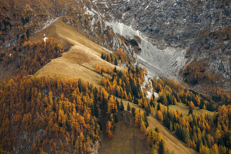 View of trees on mountain