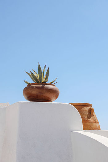 Low angle view of potted plant against clear blue sky