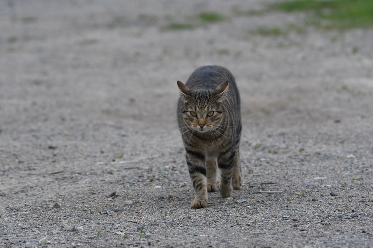 Cat walking on a field