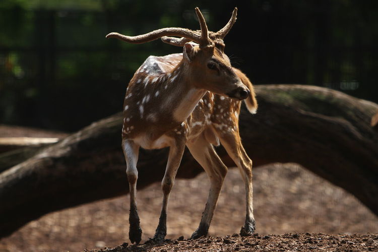 animal