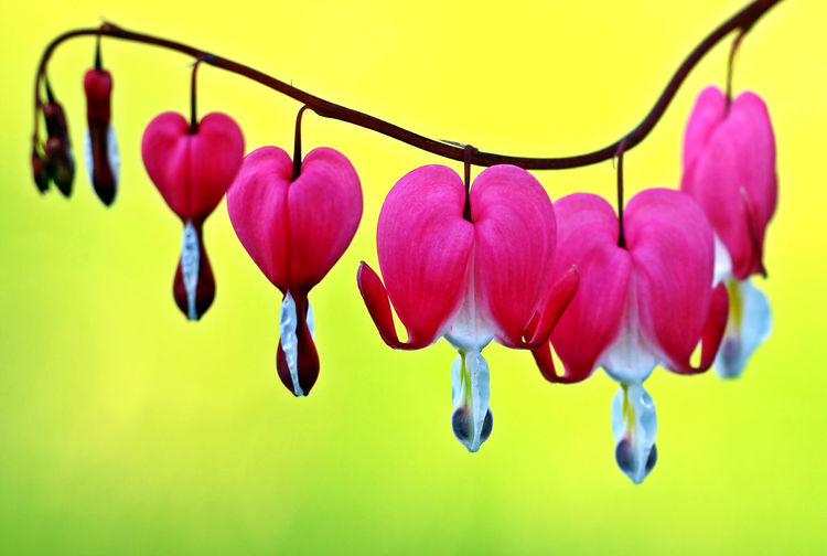 Close-up of bleeding heart flowers blooming in park
