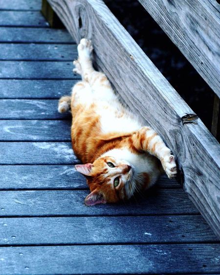 Ginger cat scratching wood