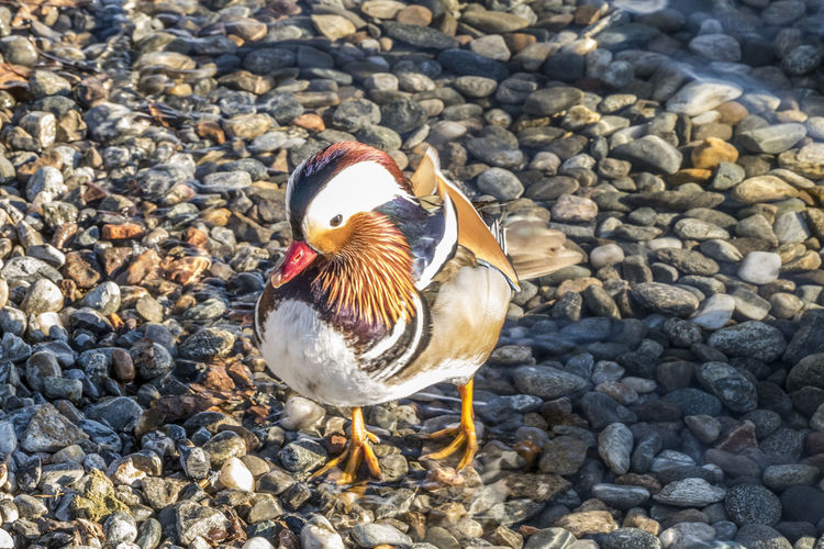 Mandarin duck in varese lake