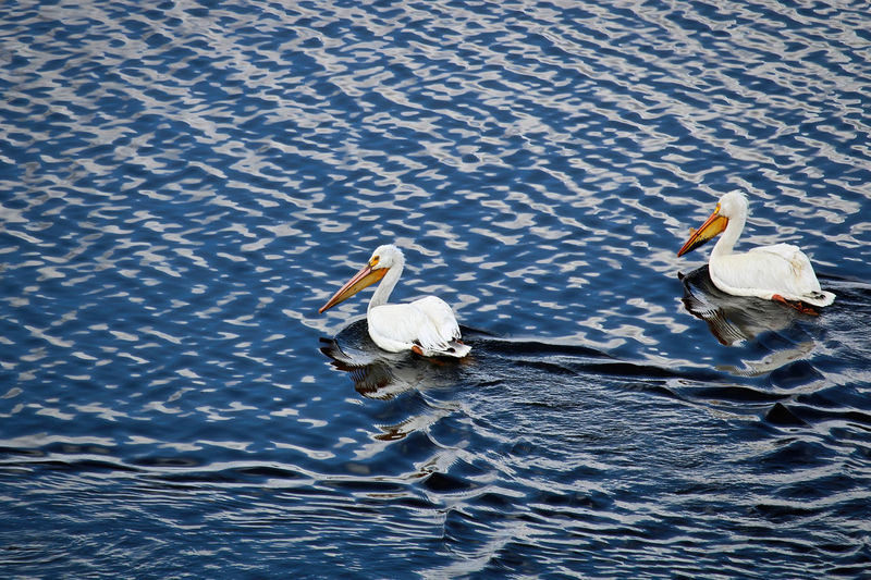 Two pelicans swim in blue reflective water