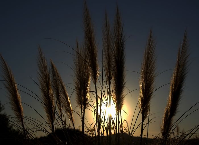 Close-up of stalks in field against sunset sky