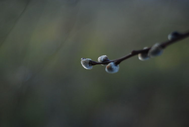 Close-up of willow catkin on twig