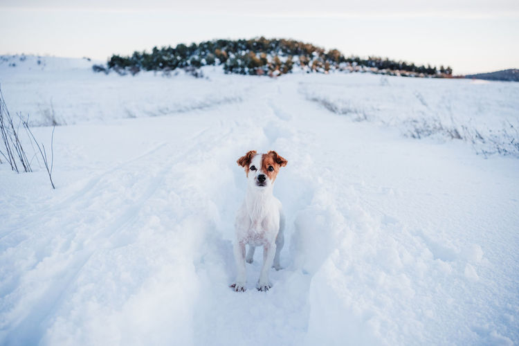 Cute jack russell dog in snowy mountain at sunset. pets in nature, winter season