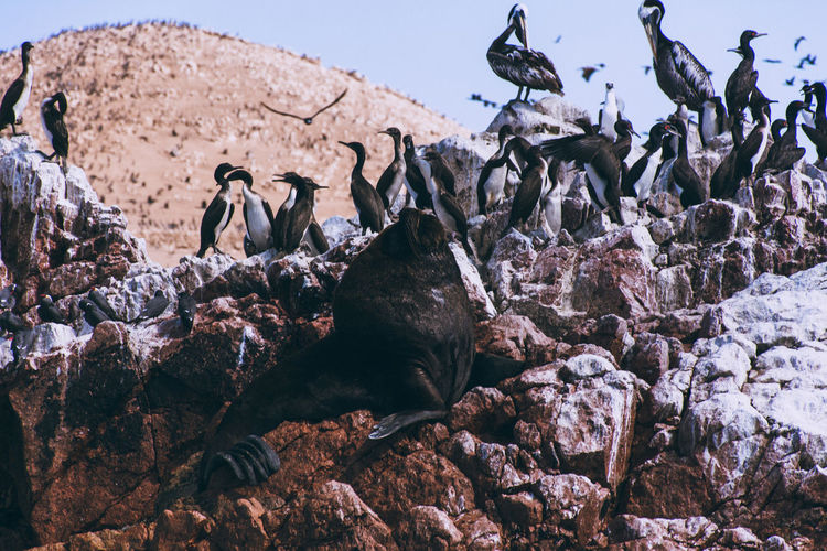 View of cormorants and elephant seal on rocky shore