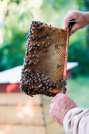 Beekeeper working in apiary, drawing out the honeycomb with bees and honey on it from a hive