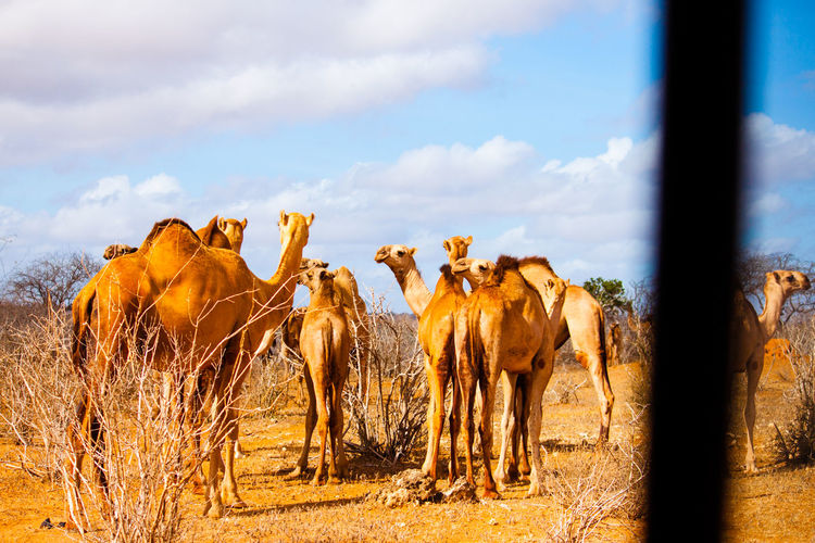 Camels on field at tsavo east national park against cloudy sky