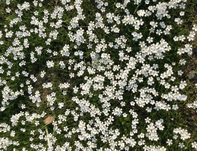 Flowers photo for any use - lots of stellaria in spring 