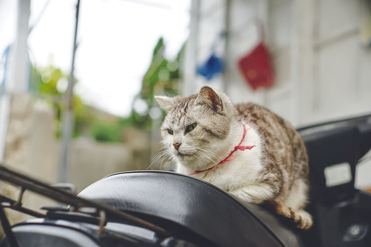 Photo of a stray cat relaxing on a moped in a parking lot on the remote island of miyakojima okinawa
