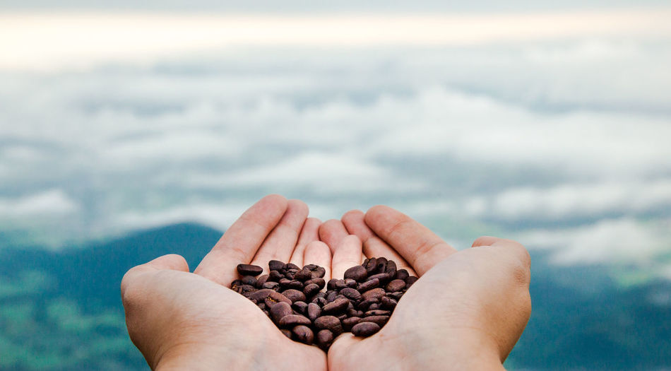 Cropped hands of woman holding roasted coffee beans against cloudy sky
