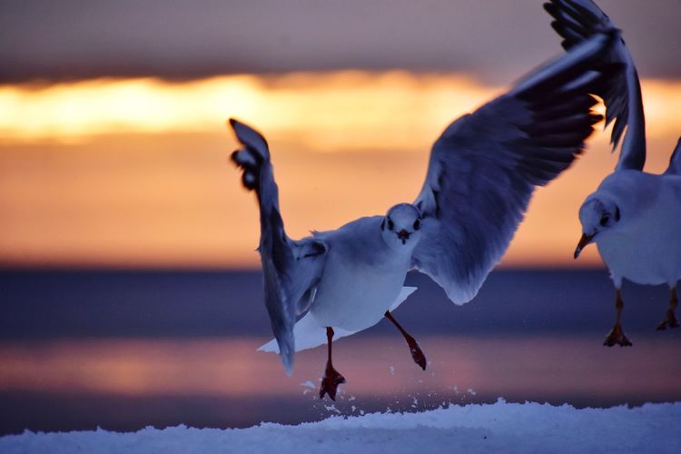 Seagull flying over snow during sunset
