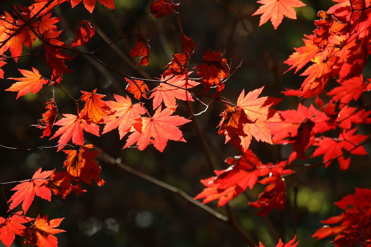Close-up of red maple leaves on tree during autumn
