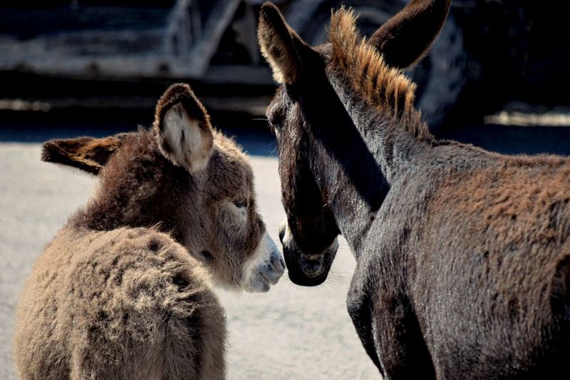 A mother donkey and her baby rub muzzles in a local parking lot on grand turk