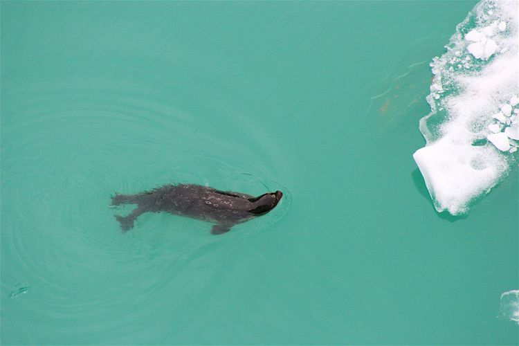 Seal swimming in tracy arm fjord, alaska.