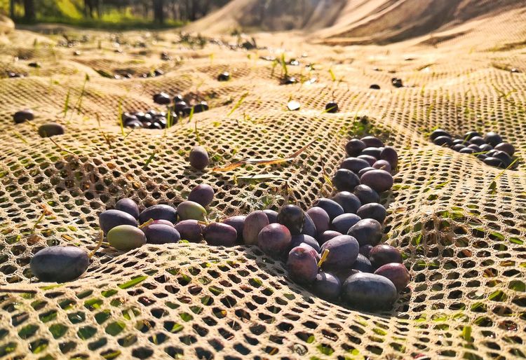 High angle view of pebbles on field
