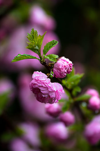 Dew drops on fresh pink flowers