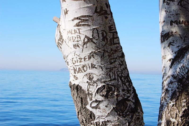 Text carved on tree trunk against sea
