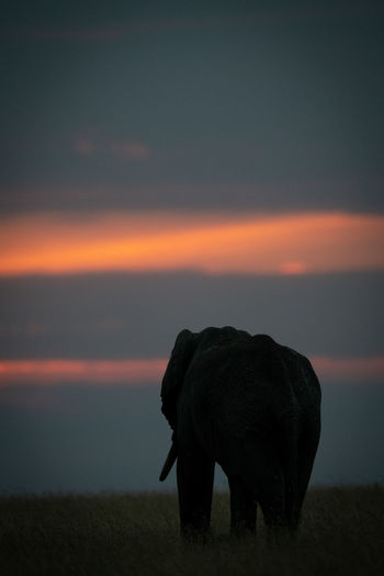 Silhouette elephant standing on field against cloudy sky during sunset