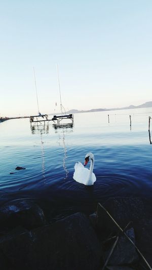 White swan swimming in lake balaton against sky