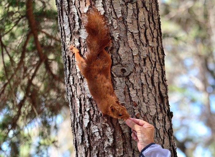 Cropped hand of person feeding squirrel on tree trunk