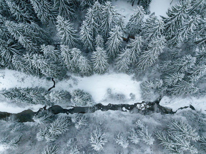 Aerial view of snow covered pine trees in forest during winter