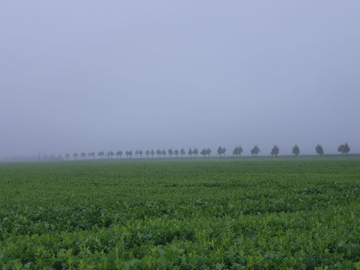 Scenic view of field against clear sky