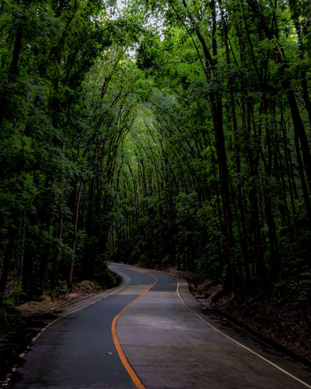 Empty road along tall trees in forest