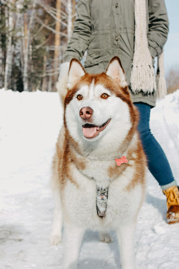 Close-up of dog with woman on snow during winter