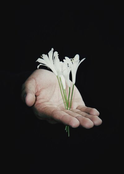 Close-up of hand holding flower over black background